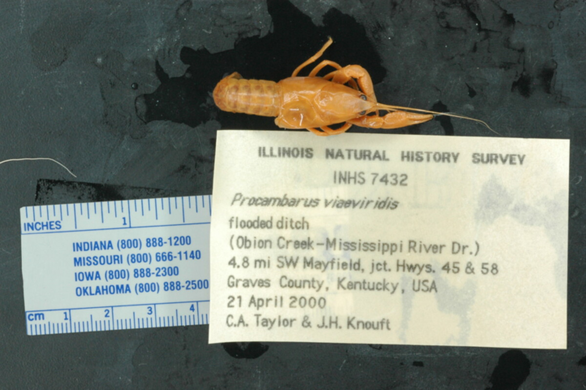 Procambarus viaeviridis image